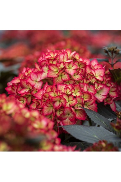 Гортензия Эклипс